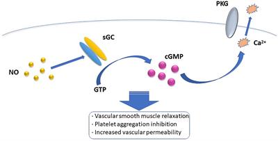 Frontiers Roles Of Nitric Oxide In The Regulation Of Reproduction A